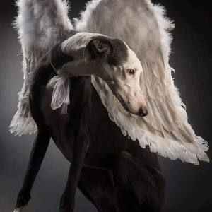 Meet your Posher, Polly